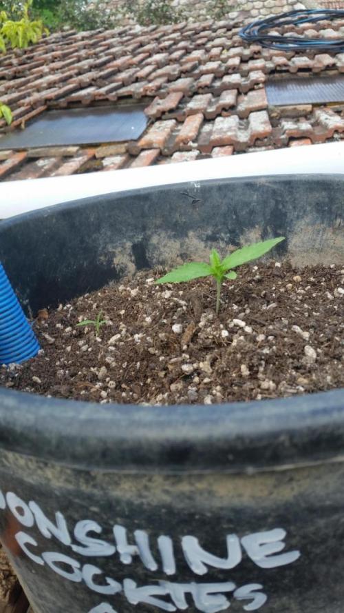 Moonshine Cookies Auto. Week 2