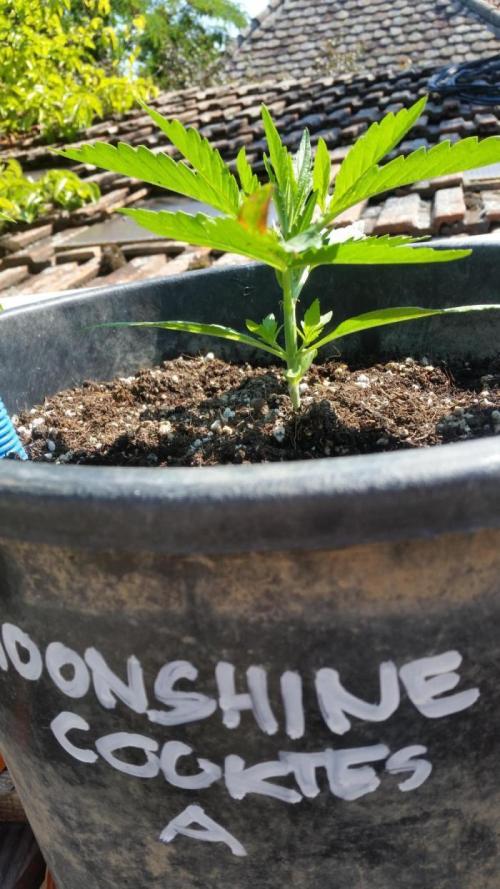 Moonshine Cookies Auto. Week 4