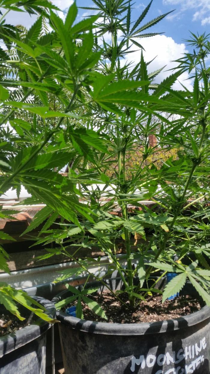Weedseedsexpress Moonshine Cookies Auto. Week 5