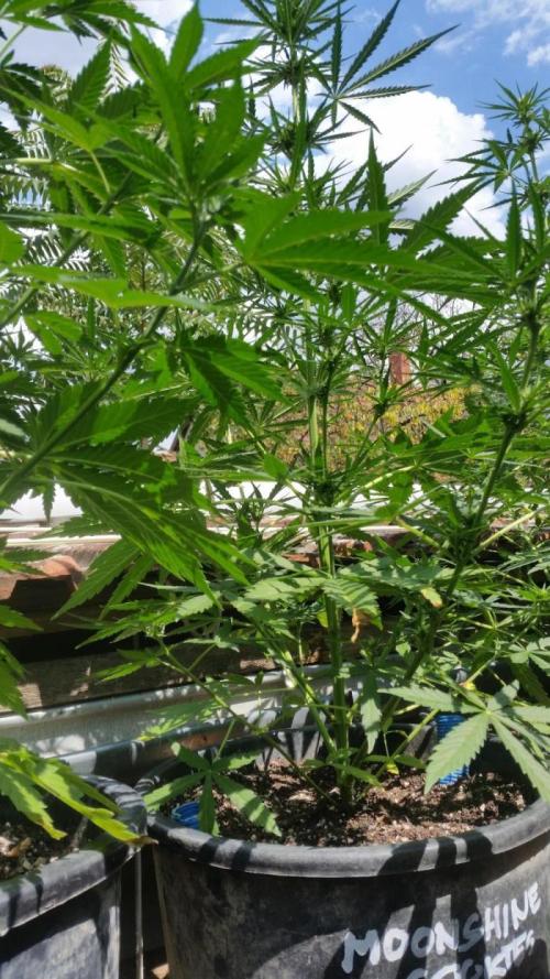 Moonshine Cookies Auto. Week 6