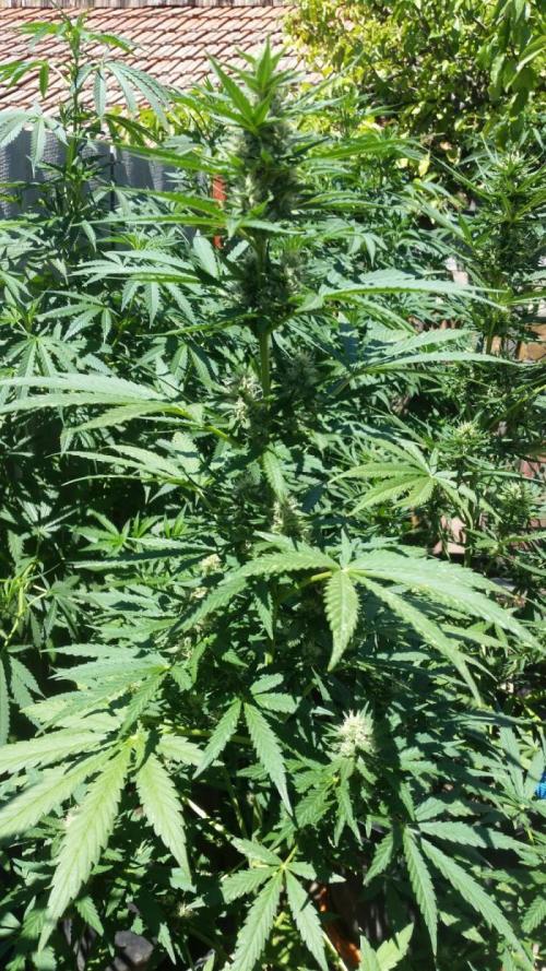 Weedseedsexpress Moonshine Cookies Auto. Week 8