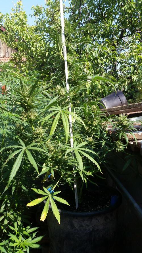 Weedseedsexpress Moonshine Cookies Auto. Week 8