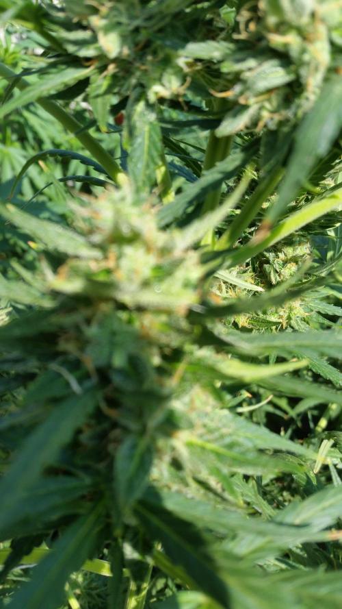 Weedseedsexpress Moonshine Cookies Auto. Week 8