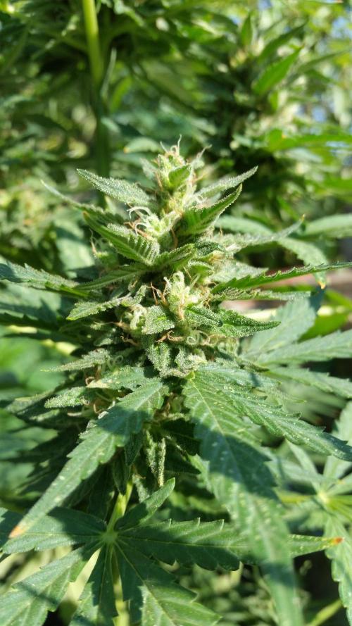 Weedseedsexpress Moonshine Cookies Auto. Week 8