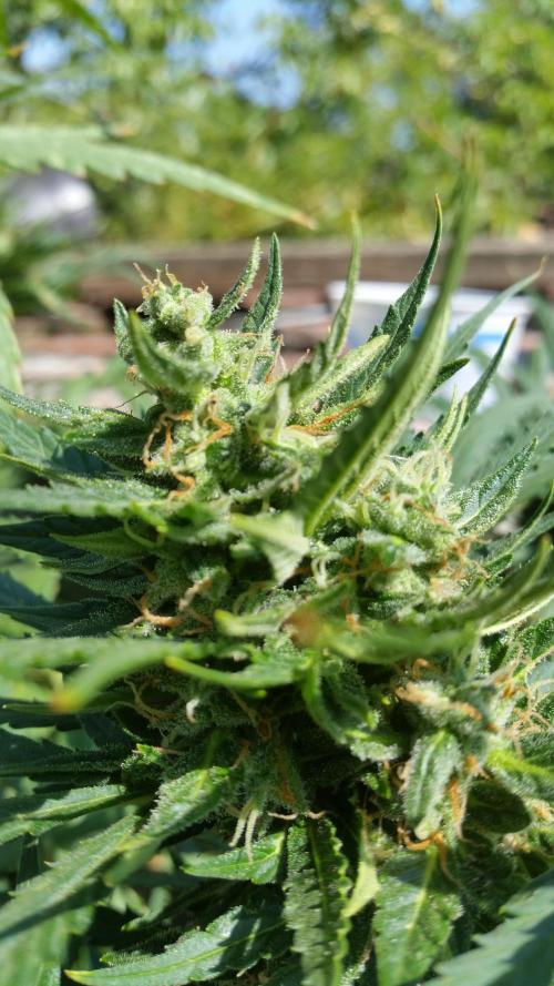 Weedseedsexpress Moonshine Cookies Auto. Week 8