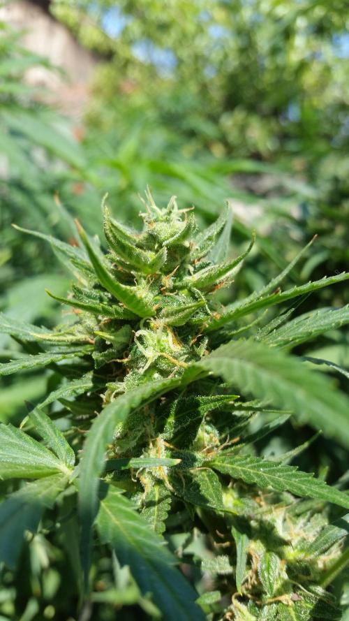 Weedseedsexpress Moonshine Cookies Auto. Week 8