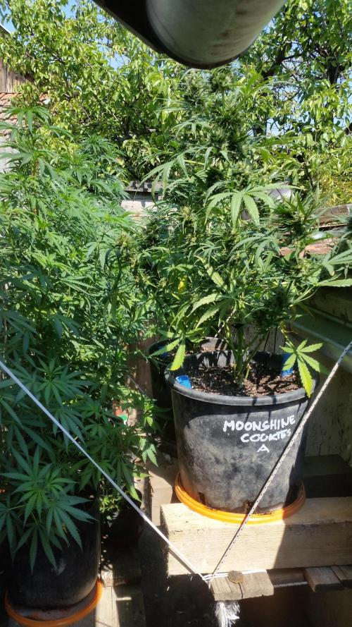 Weedseedsexpress Moonshine Cookies Auto. Week 8