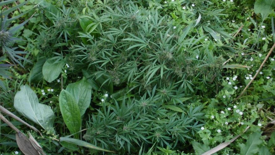 2022 gerilla szabadtéri :). Week 19