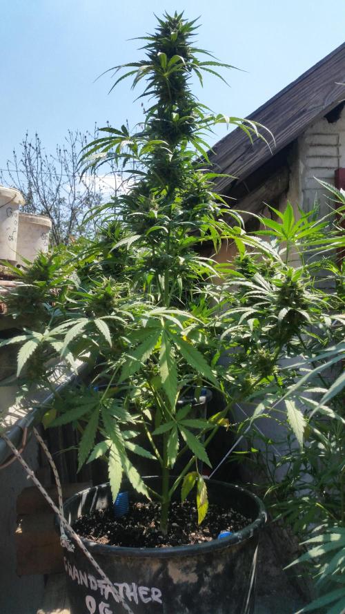 Weedseedsexpress Moonshine Cookies Auto. Week 8