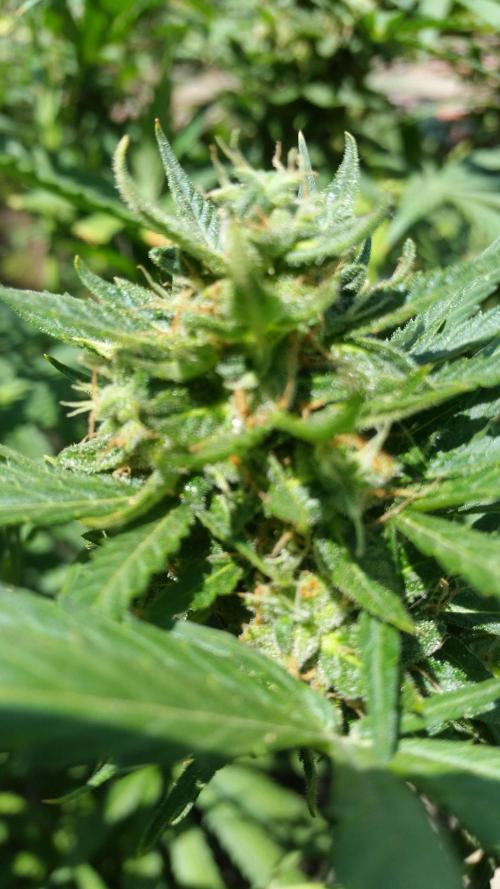 Weedseedsexpress Moonshine Cookies Auto. Week 8