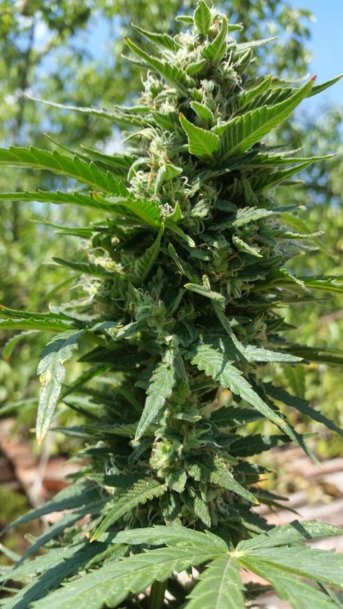 Weedseedsexpress Moonshine Cookies Auto. Week 8