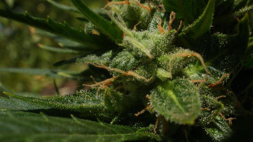 Weedseedsexpress Moonshine Cookies Auto. Week 8