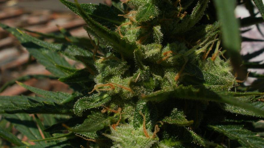 Weedseedsexpress Moonshine Cookies Auto. Week 8