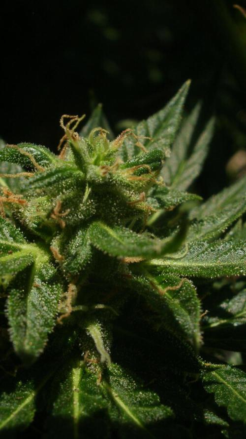 Weedseedsexpress Moonshine Cookies Auto. Week 8