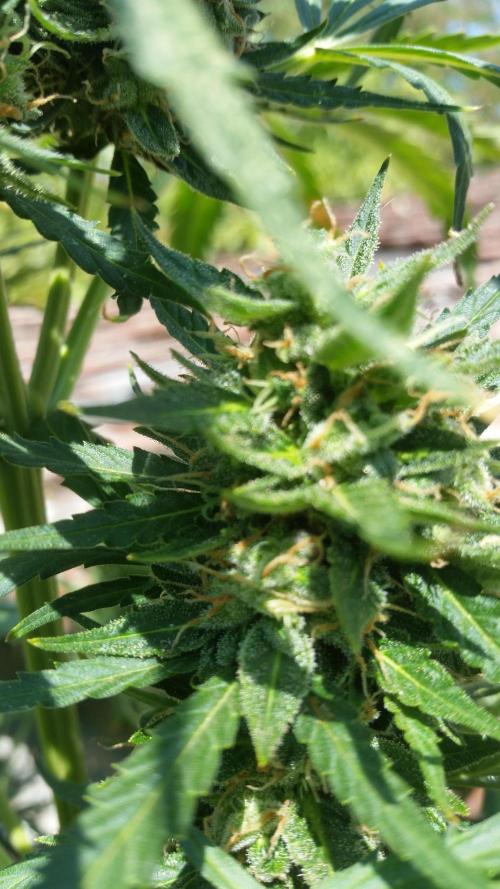 Weedseedsexpress Moonshine Cookies Auto. Week 9