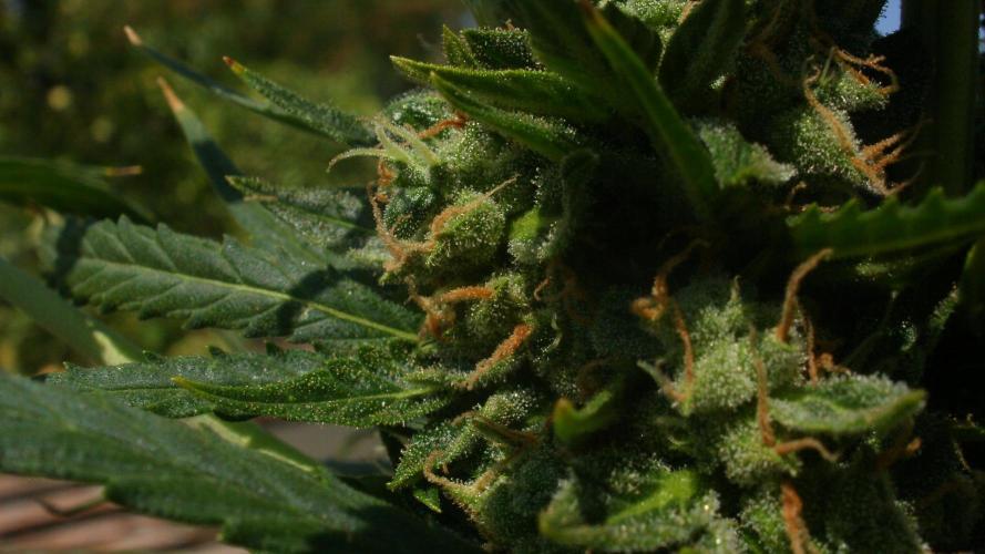 Weedseedsexpress Moonshine Cookies Auto. Week 9