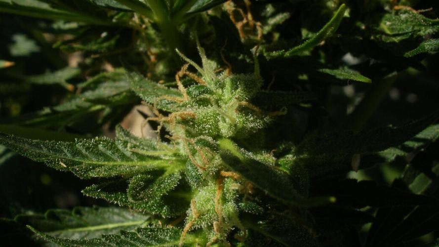 Weedseedsexpress Moonshine Cookies Auto. Week 9