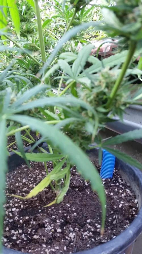 Weedseedsexpress Moonshine Cookies Auto
