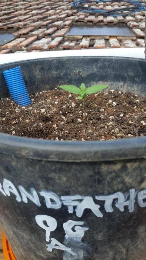 Godfather OG Auto. Week 2