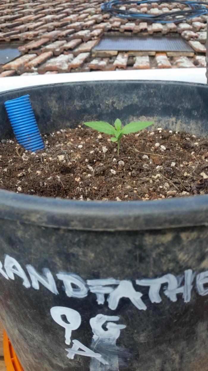 26 Grandfather Og autoflower. Week 2