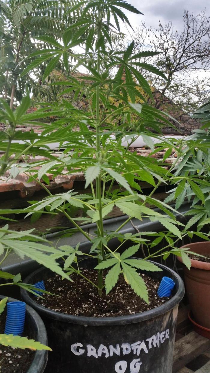26 Grandfather Og autoflower. Week 5