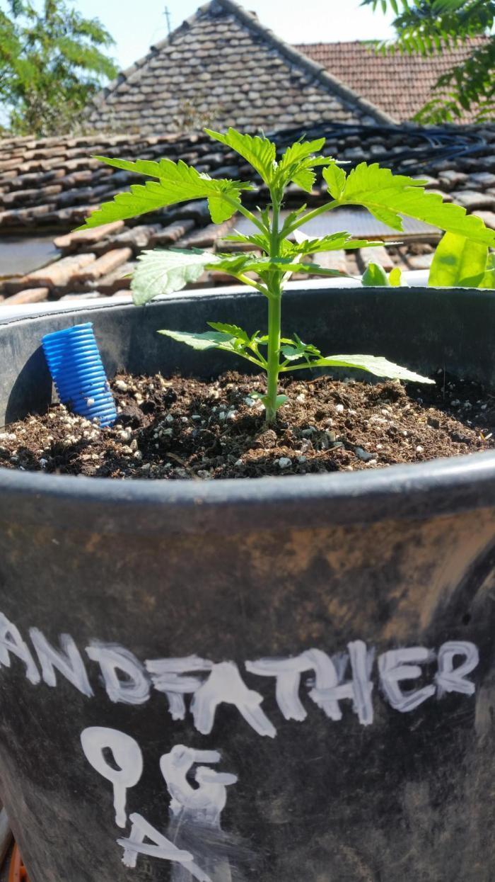 26 Grandfather Og autoflower. Week 3