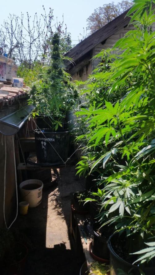 26 Grandfather Og autoflower. Week 9
