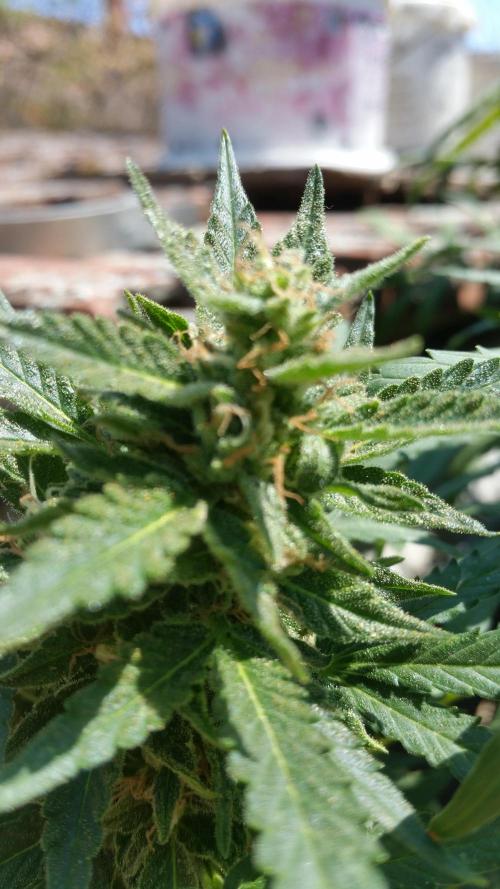 26 Grandfather Og autoflower. Week 9