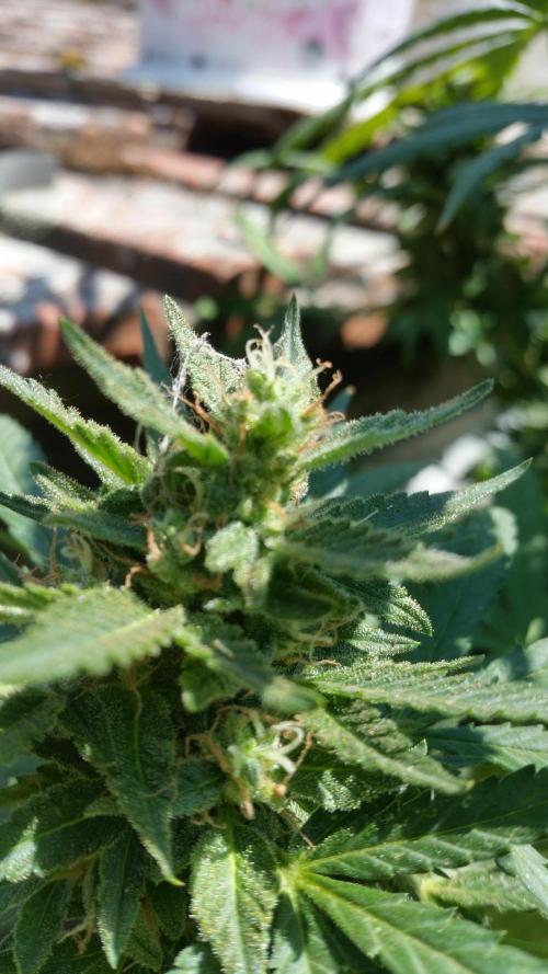 26 Grandfather Og autoflower. Week 9