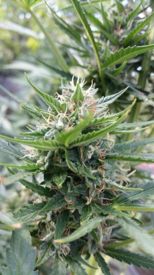 26 Grandfather Og autoflower. Week 8