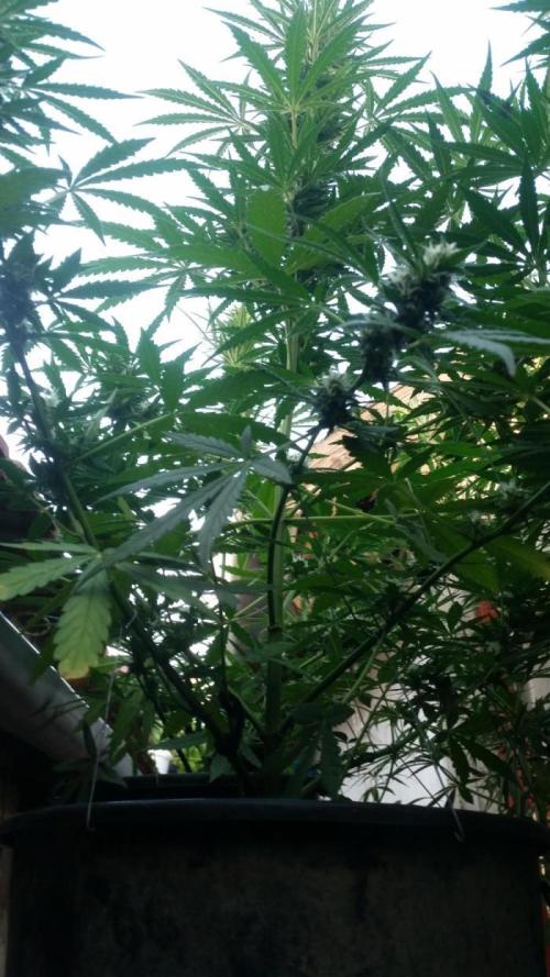 26 Grandfather Og autoflower. Week 8