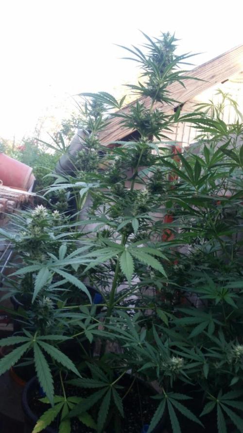26 Grandfather Og autoflower. Week 8