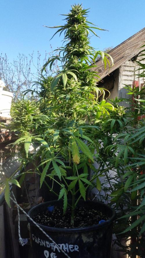 26 Godfather Og autoflower. Week 9