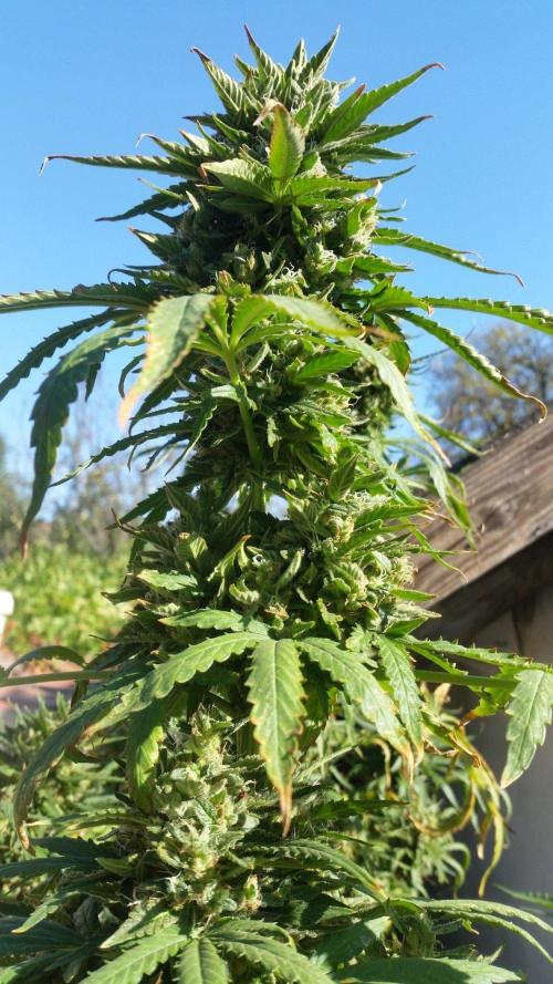 26 Godfather Og autoflower. Week 9