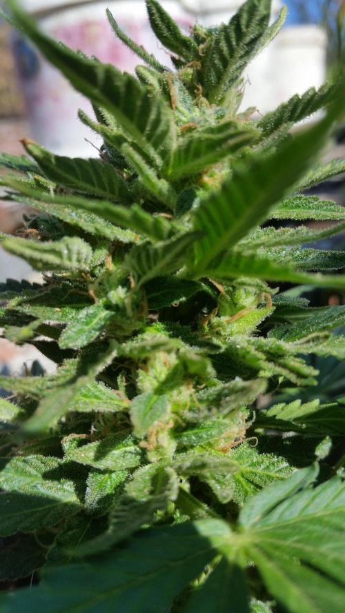 26 Godfather Og autoflower. Week 9