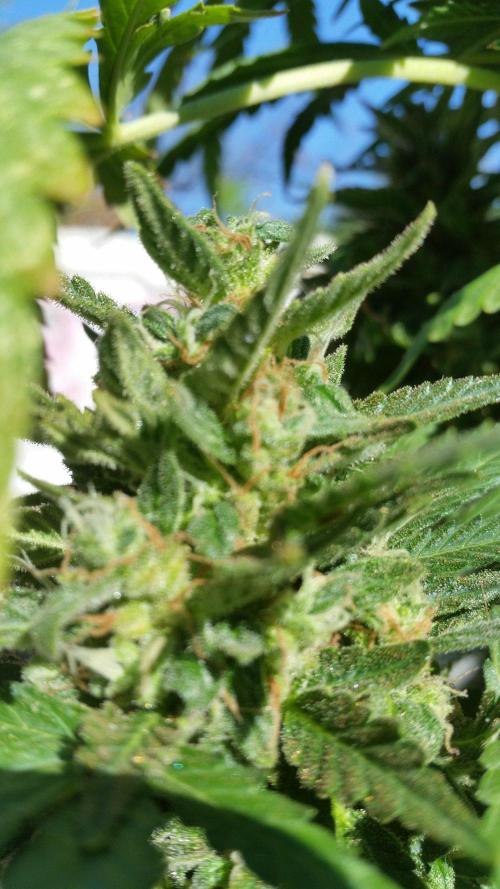 26 Godfather Og autoflower. Week 9