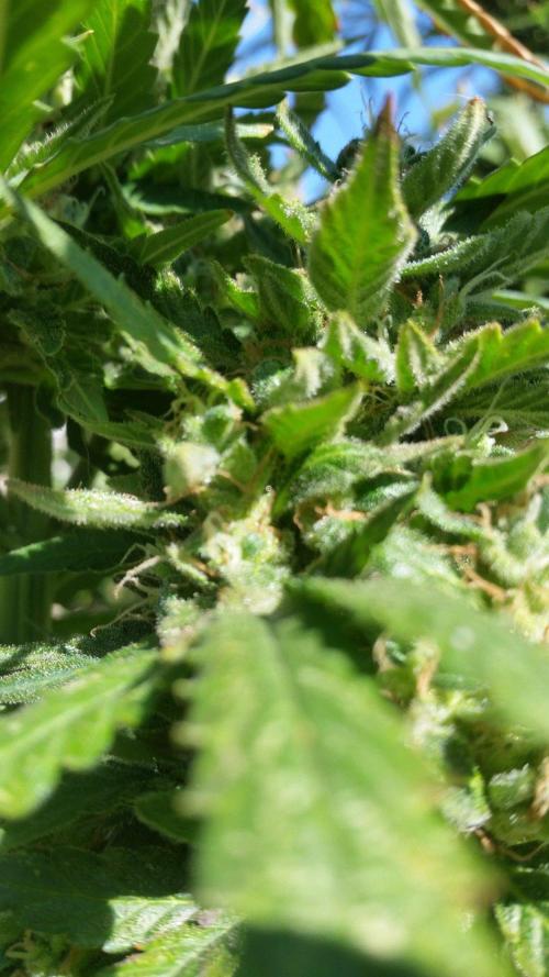 26 Godfather Og autoflower. Week 9