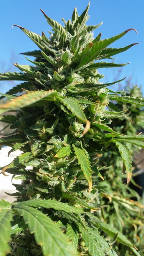 26 Godfather Og autoflower. Week 9