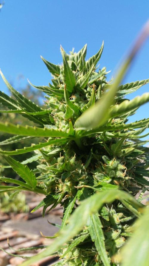 26 Godfather Og autoflower. Week 9