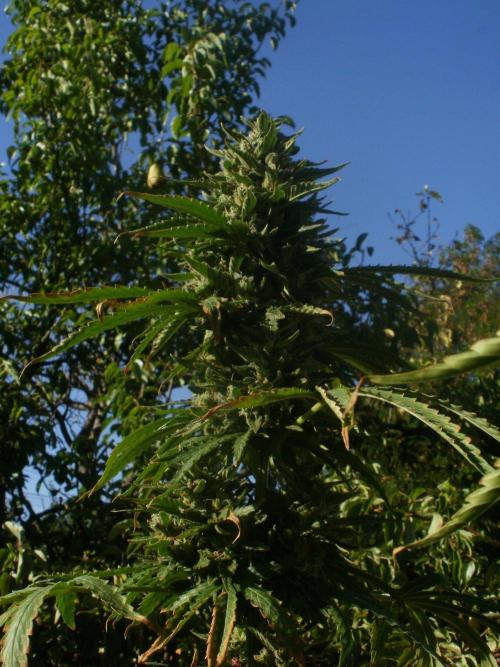 26 Godfather Og autoflower. Week 9