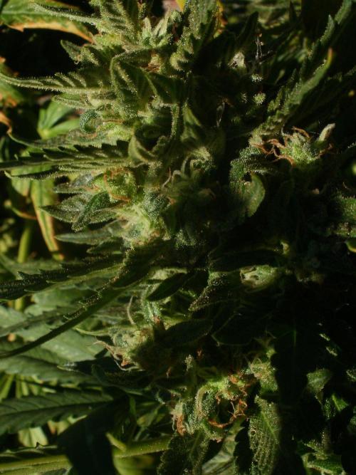 Godfather OG Auto. Week 9