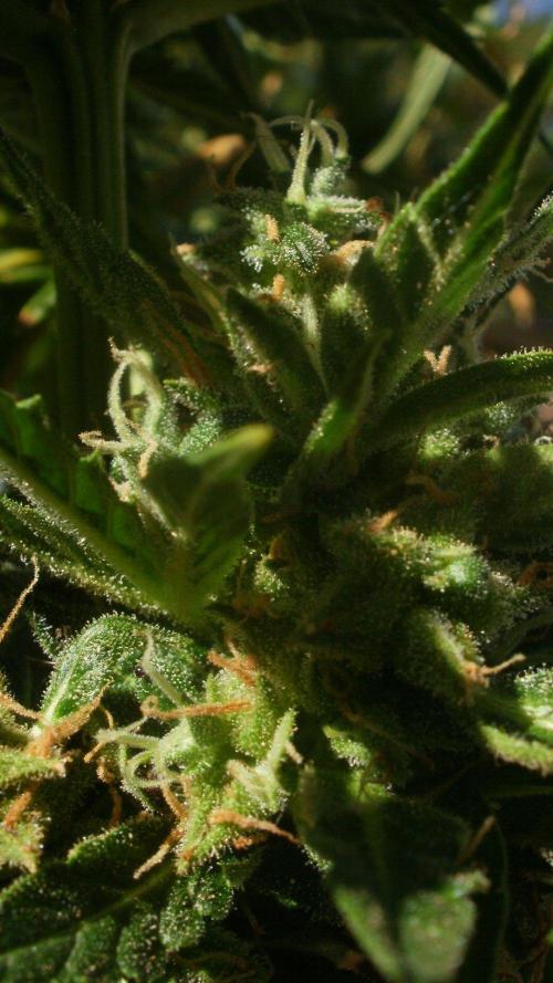 Weedseedsexpress Moonshine Cookies Auto. Week 9