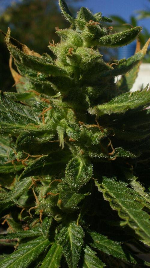 Weedseedsexpress Moonshine Cookies Auto. Week 9