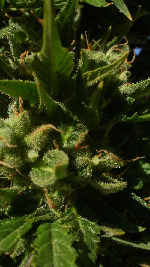 Weedseedsexpress Moonshine Cookies Auto. Week 9
