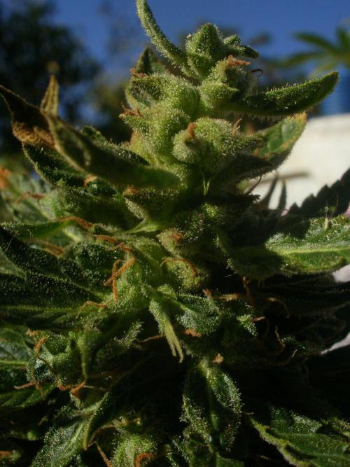 Weedseedsexpress Moonshine Cookies Auto. Week 9