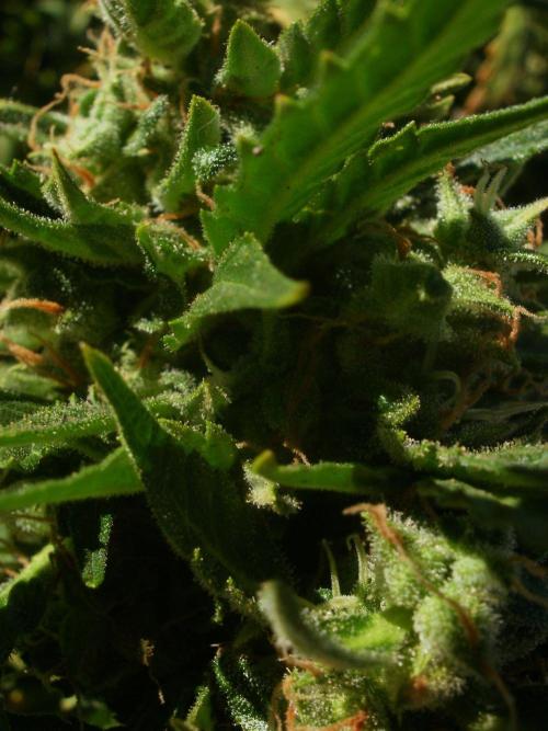 Weedseedsexpress Moonshine Cookies Auto. Week 9
