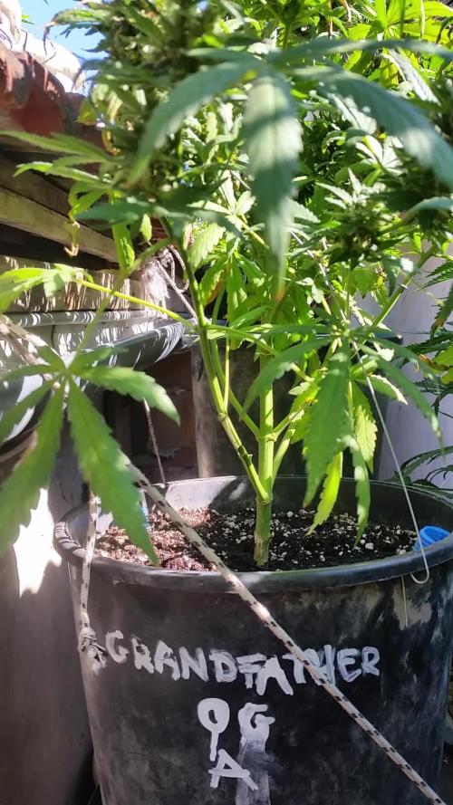 26 Grandfather Og autoflower