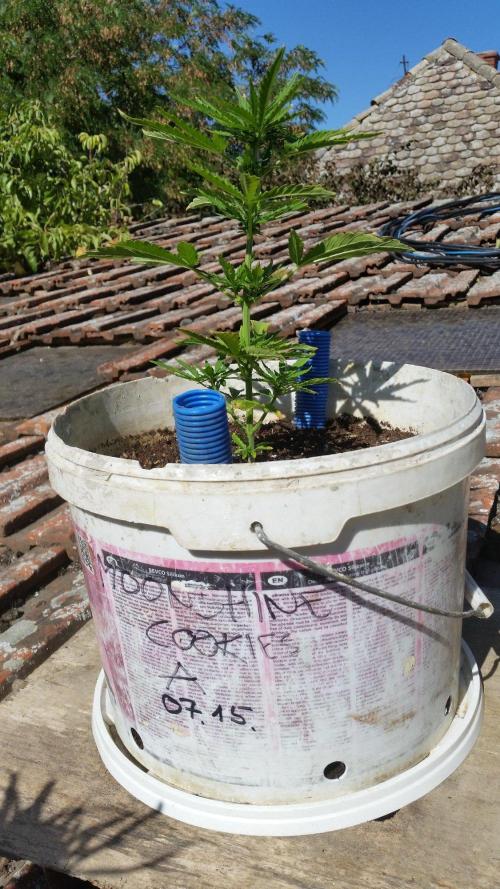 3 autoflower. Week 5