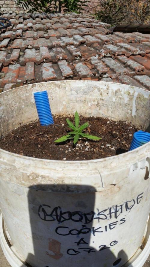 3 autoflower. Week 5