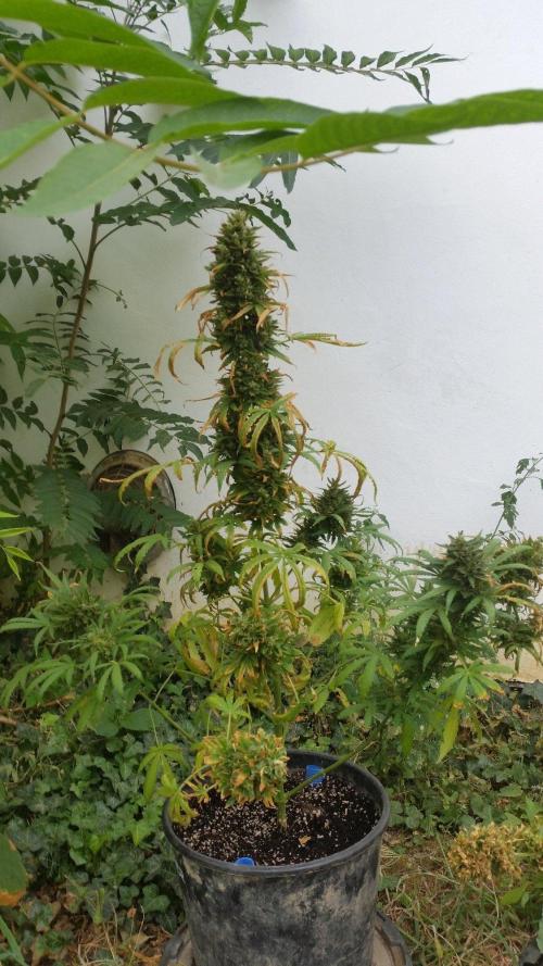 26 Godfather Og autoflower. Week 11